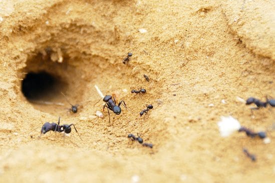 fourmis utilisent physique sol pour creuser tunnels un metre long qui durent decennies