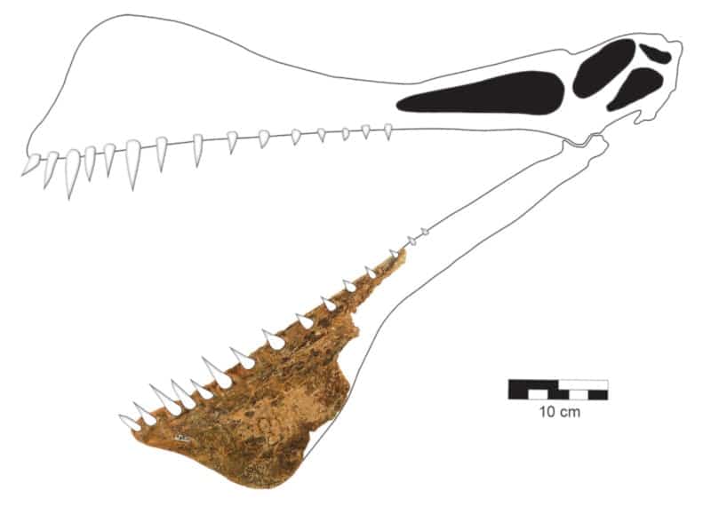 mâchoire fossile ptérosaure