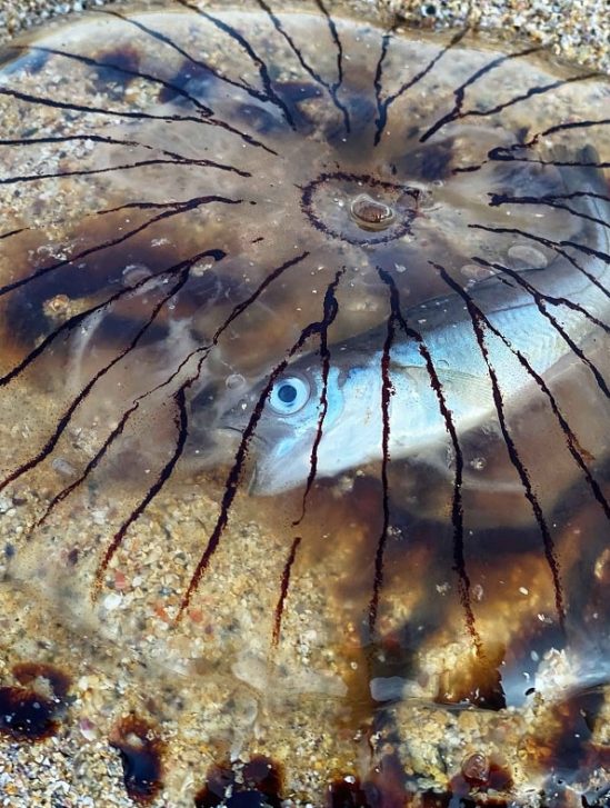 meduse echouee revele poisson emprisonne interieur corps