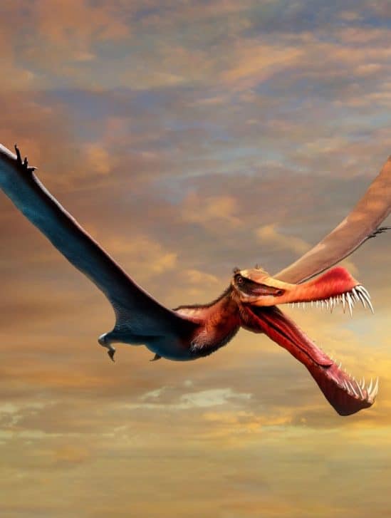 nouvelle espèce ptérosaure australie