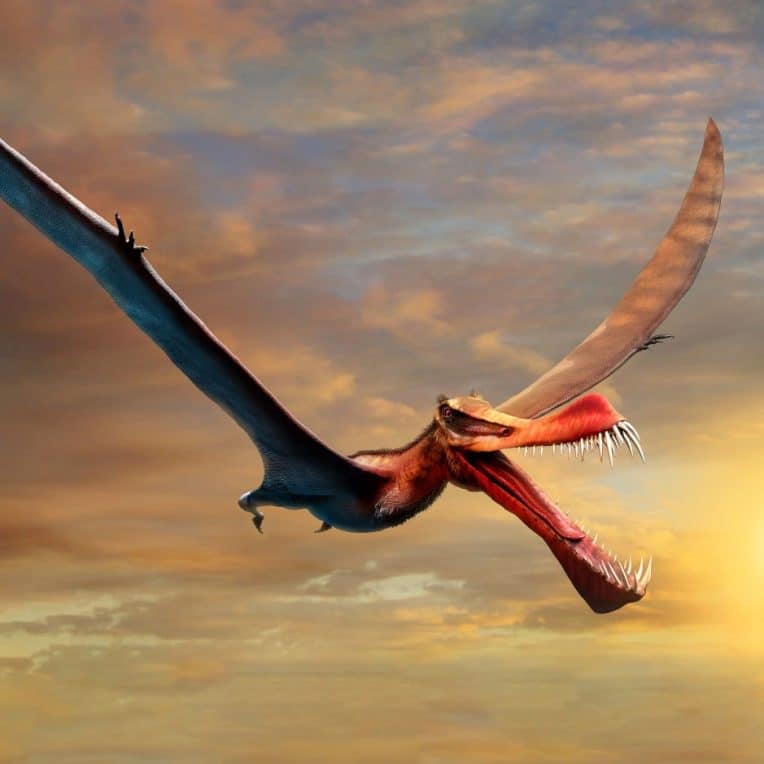 nouvelle espèce ptérosaure australie