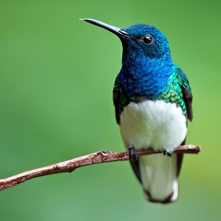 plumage colibris femelles