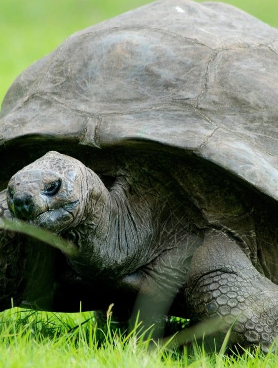 pourquoi tortues vivent aussi longtemps