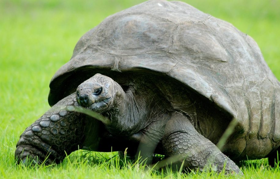 pourquoi tortues vivent aussi longtemps