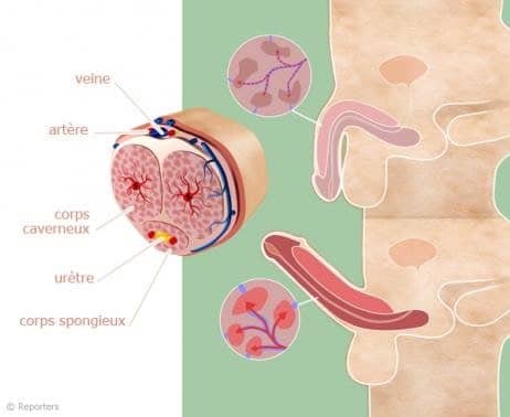schema anatomie penis