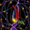 chercheurs observent bacteries reparer adn endommage temps reel