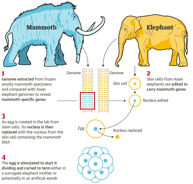édition génétique hybride mammouth