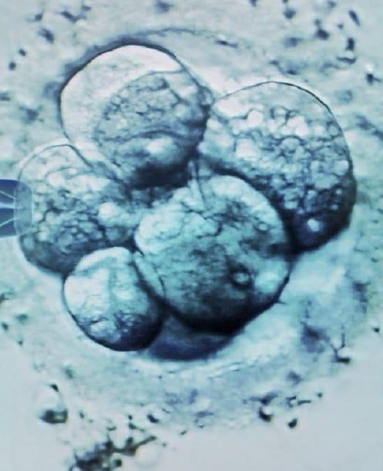limite 14 jours recherche embryons humains plus standard