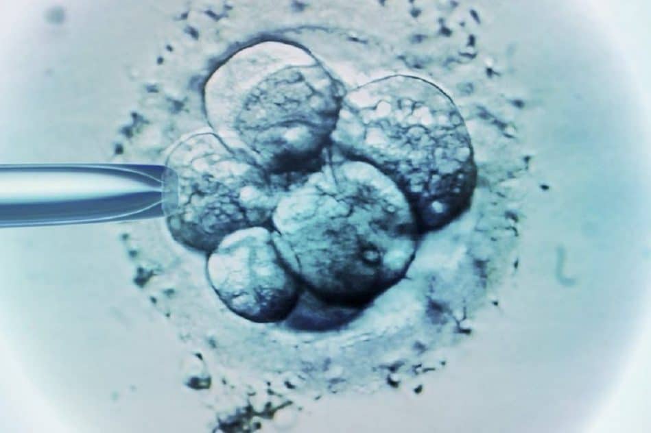 limite 14 jours recherche embryons humains plus standard