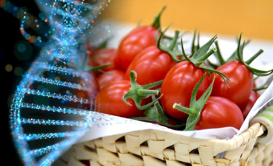 tomate premier aliment genetiquement modifie crispr mis en vente
