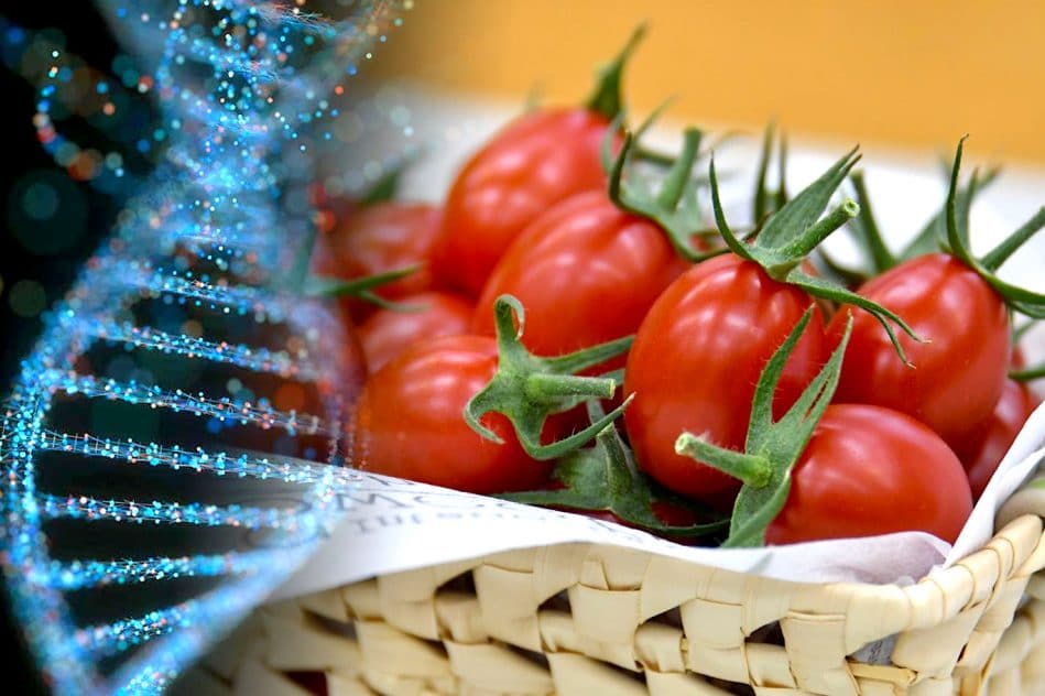 tomate premier aliment genetiquement modifie crispr mis en vente