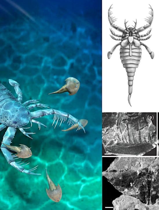 ancien scorpion mer taille chien decouvert chine