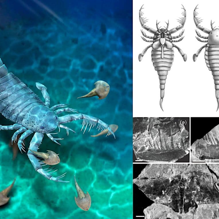 ancien scorpion mer taille chien decouvert chine