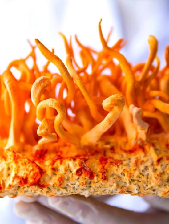 compose champignon himalaya raffine offre 40 fois plus action anticancereuse