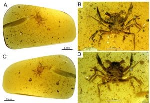 cretapsara crabe 99 millions annees ambre details