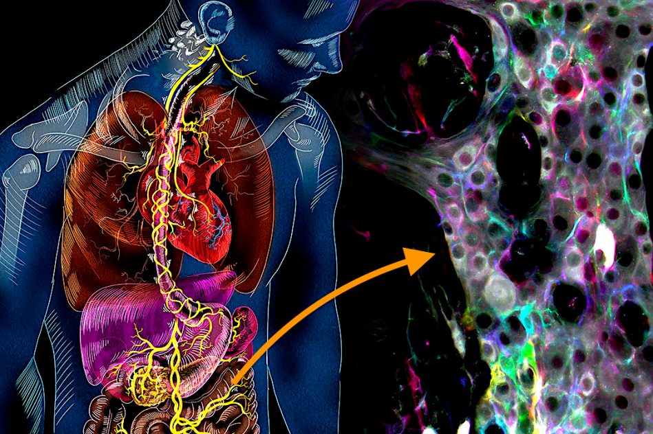 decouverte nouveaux mecanismes intestinaux autonomes nouvelle piste traitement intestin irritable