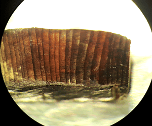 fragment bois vikings amerique microscope