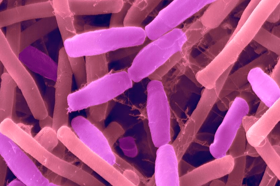 genie genetique bacteries modifiees nous guerir interieur cellules