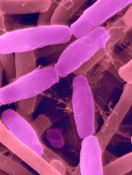 genie genetique bacteries modifiees nous guerir interieur cellules