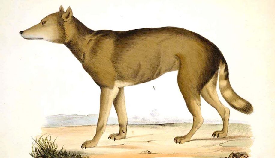 loup japonais eteint plus proche parent sauvage connu chien