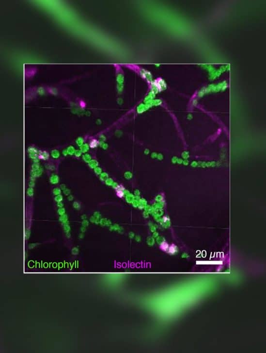 micro-algues photosynthèse oxygène cerveau