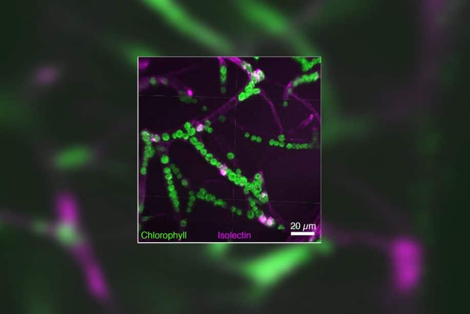 micro-algues photosynthèse oxygène cerveau