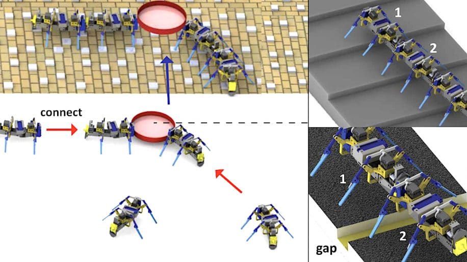 robots inspires fourmis travaillent essaim franchir obstacles soulever objets