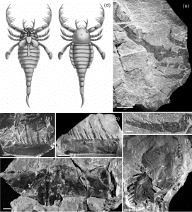 terropterus xiushanensis fossiles