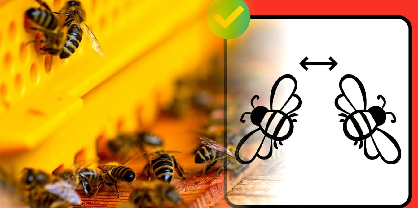 abeilles utilisent distanciation sociale pour protection parasites