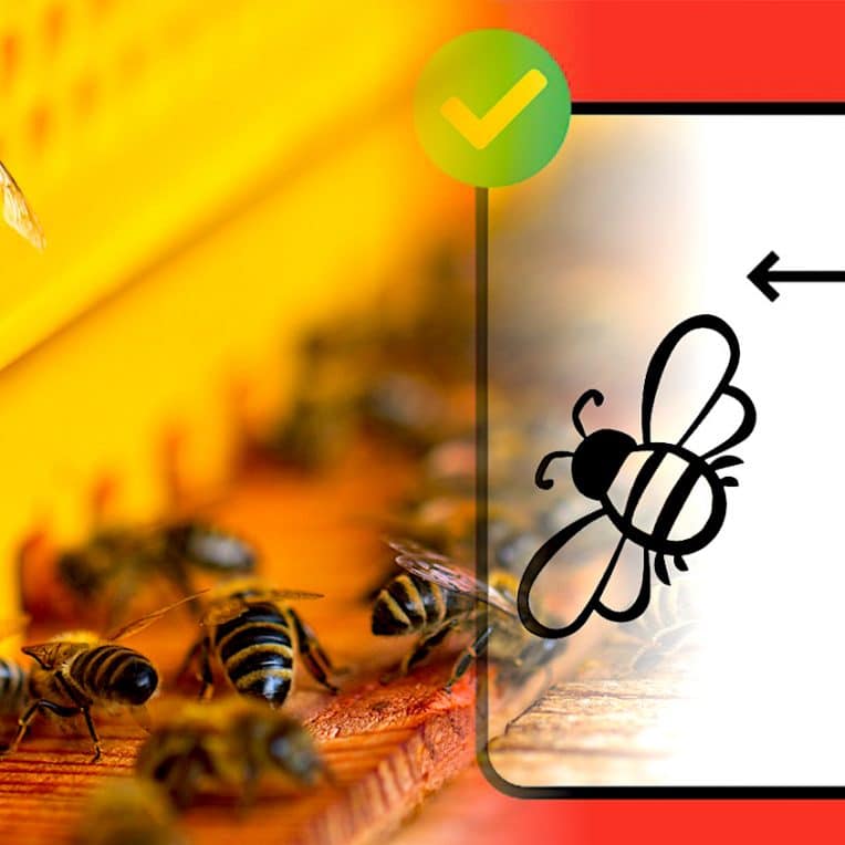 abeilles utilisent distanciation sociale pour protection parasites