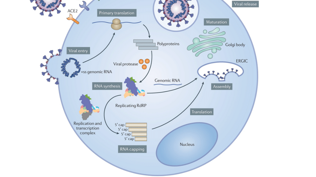 coronavirus cycle vie