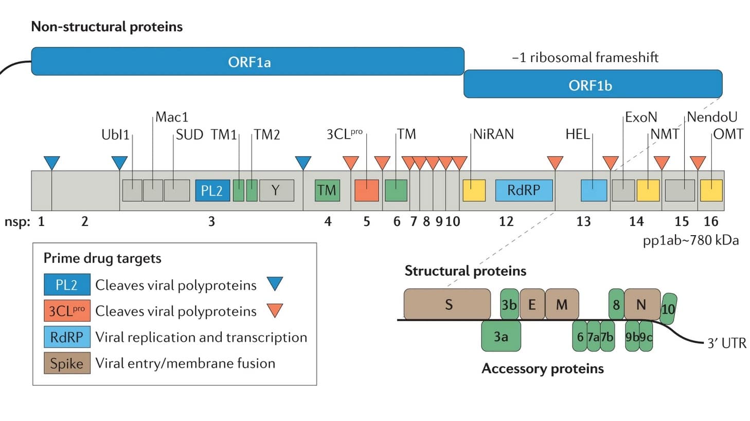 coronavirus genes nsp