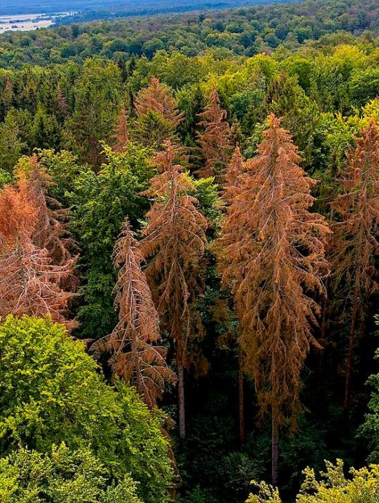 forets mortalite arbres augmente europe changement climatique