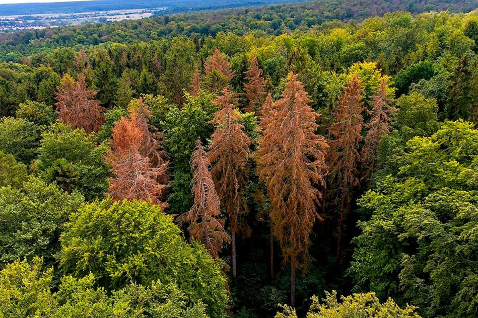 forets mortalite arbres augmente europe changement climatique