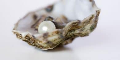 Sciences. Comment les perles naissent dans les huîtres ?
