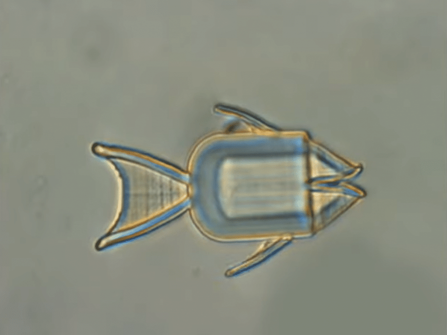 microrobots poissons traitement cellules cancereuses