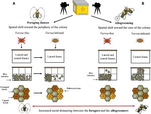 schema immunite organisationnelle ruche distanciation