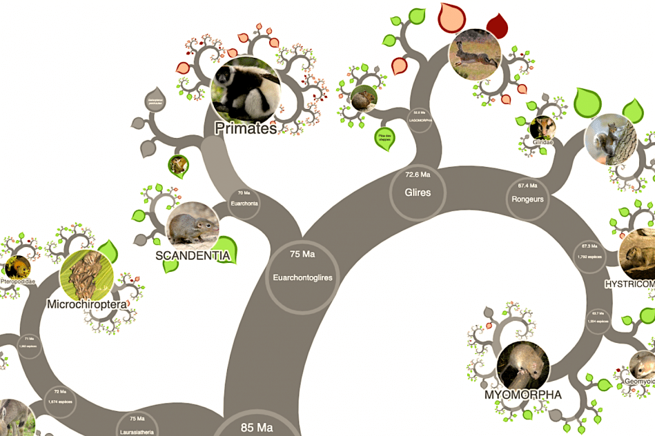 arbre evolution complet cree