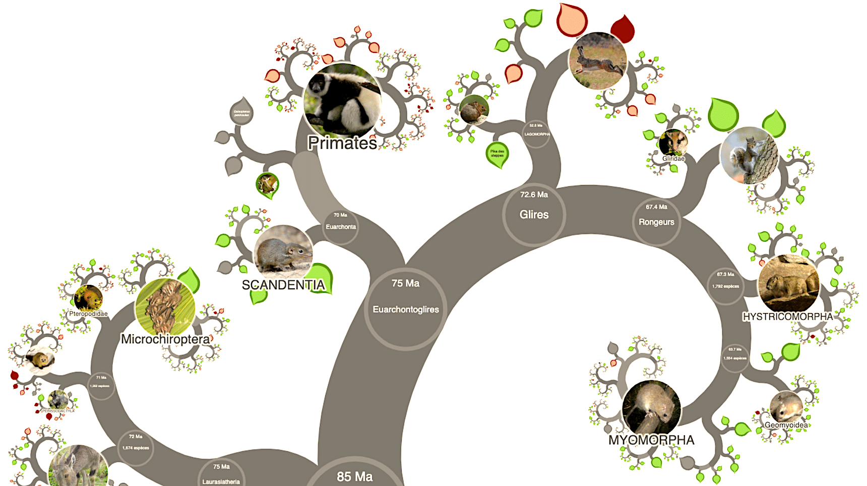 arbre de vie phylogénétique simple