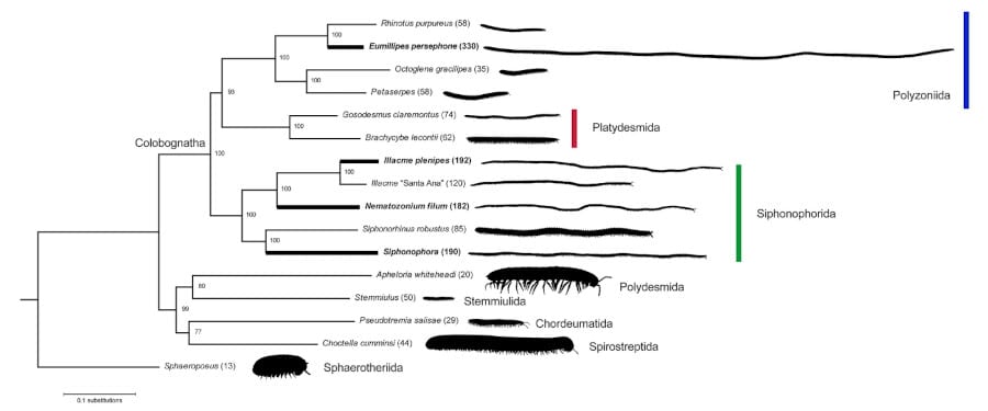 arbre phylogénomique mille-pattes