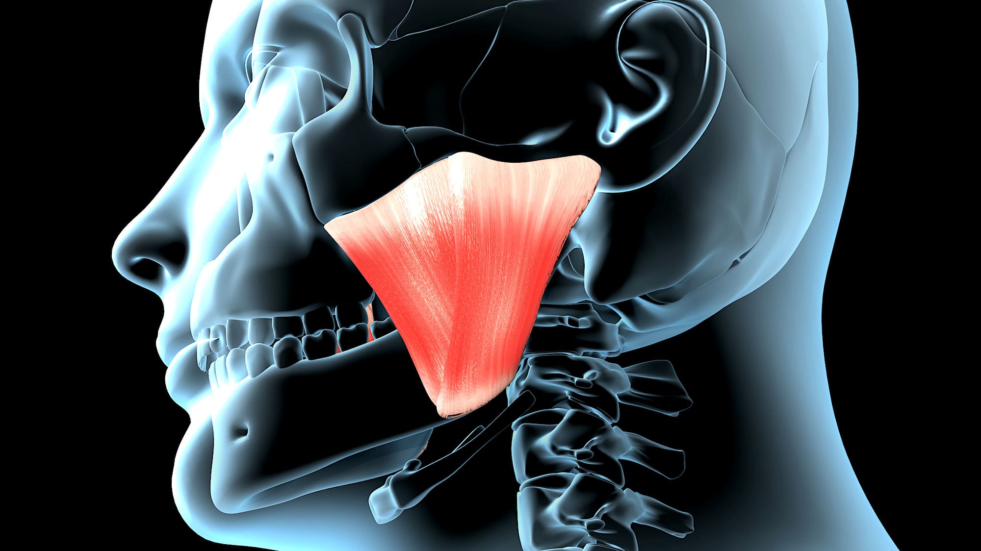 Des chercheurs découvrent une nouvelle couche musculaire au niveau de la  mâchoire