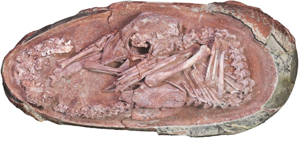 fossile embryon dinosaure