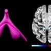 premiere fois scientifiques identifient region cerebrale associee stimulation clitoris