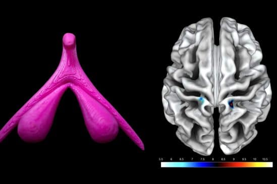 premiere fois scientifiques identifient region cerebrale associee stimulation clitoris