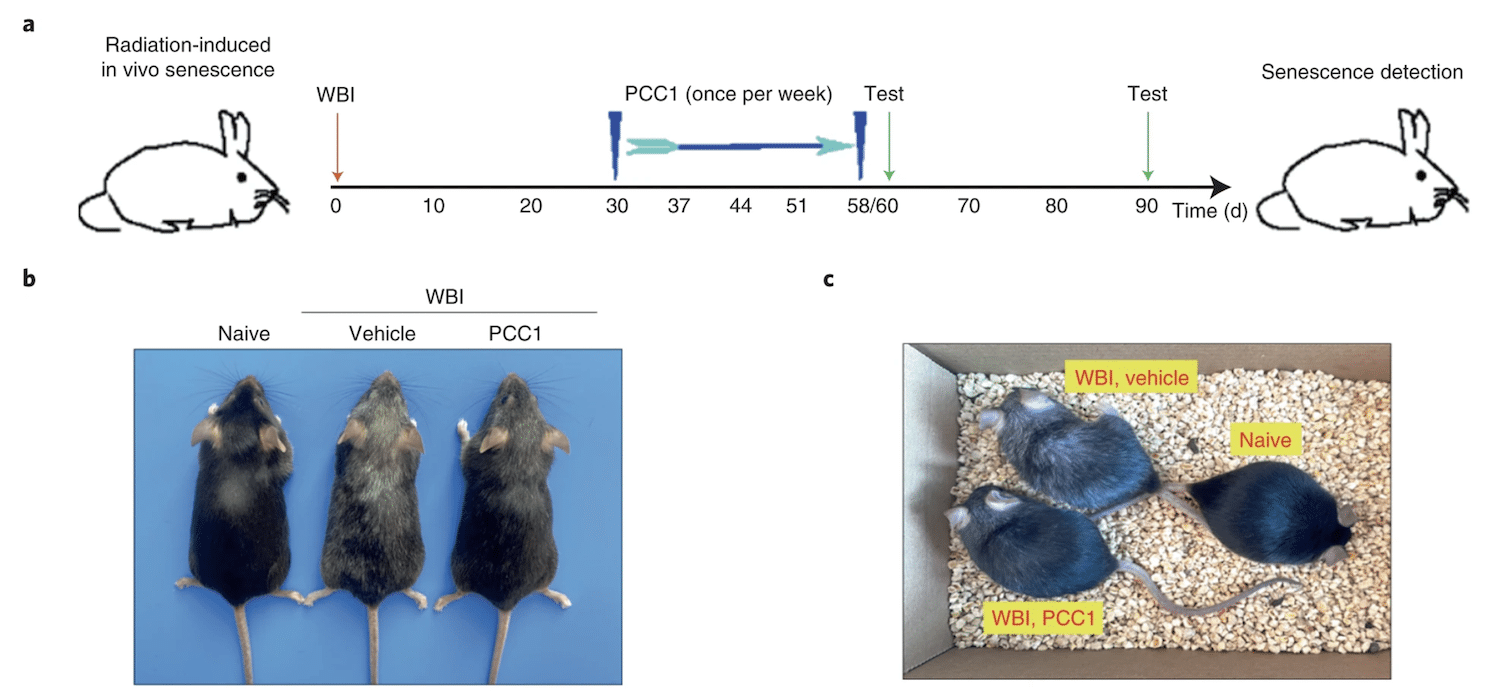 procedure comparaison souris chimiotherapie traitement pcc1