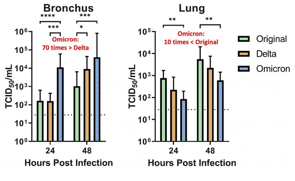 replication omicron bronches poumons