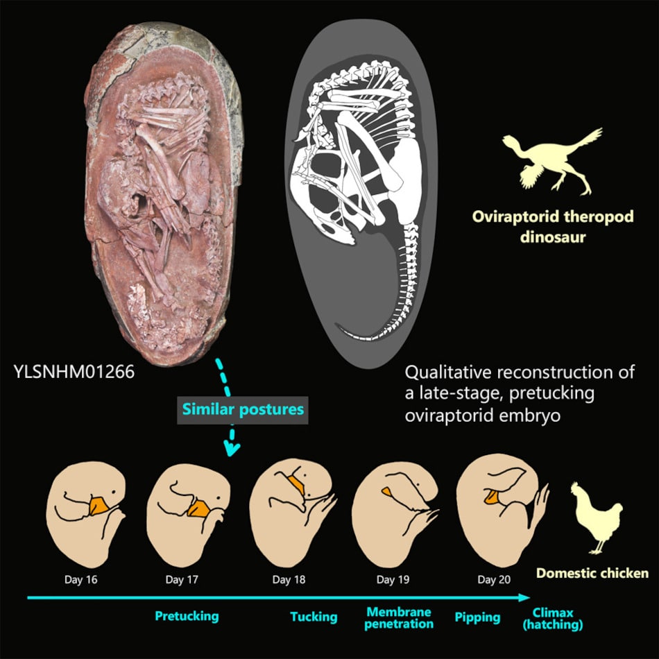similitudes embryon poule