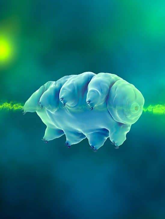 tardigrade premier organisme multicellulaire subir intrication quantique