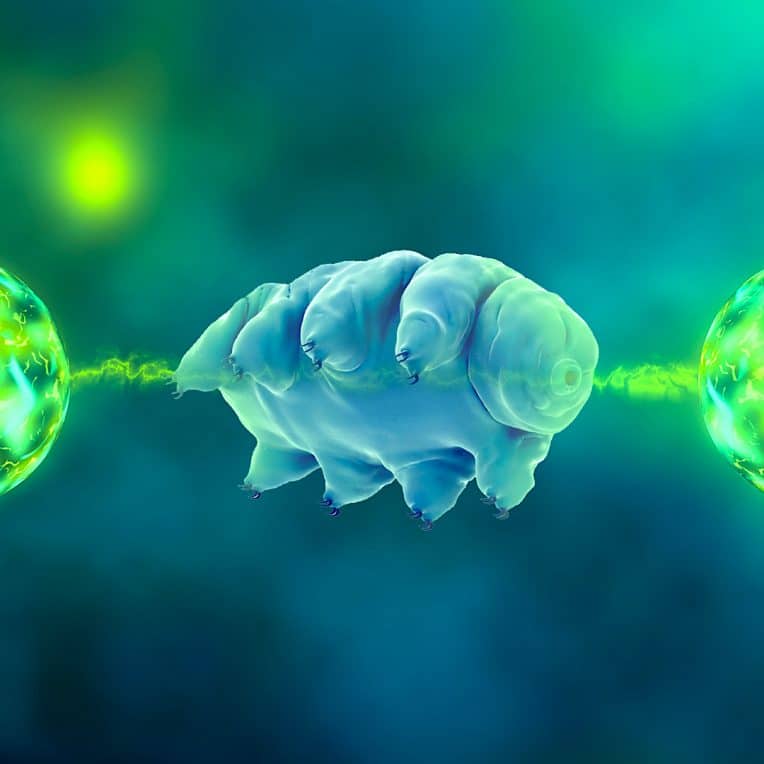 tardigrade premier organisme multicellulaire subir intrication quantique