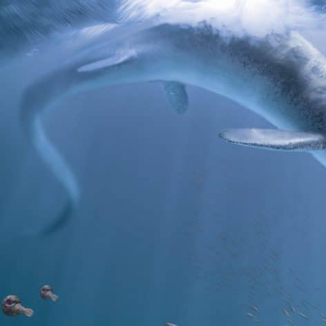 crane marin deux metres revele premier geant connu terre
